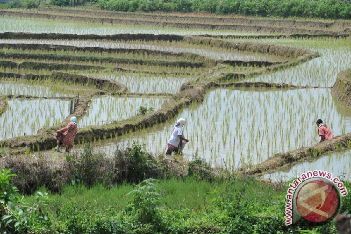 Dandim OKU tanam perdana di sawah Baru