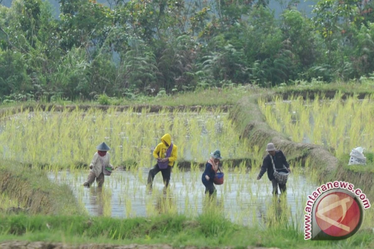 Petani Ogan Komering Ulu keluhkan kesulitan pupuk