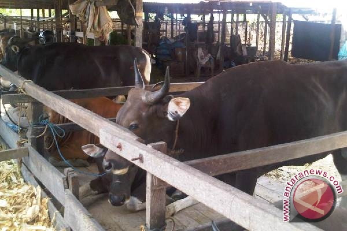 Warga Nilai Bantuan Sapi Tidak Tepat Sasaran