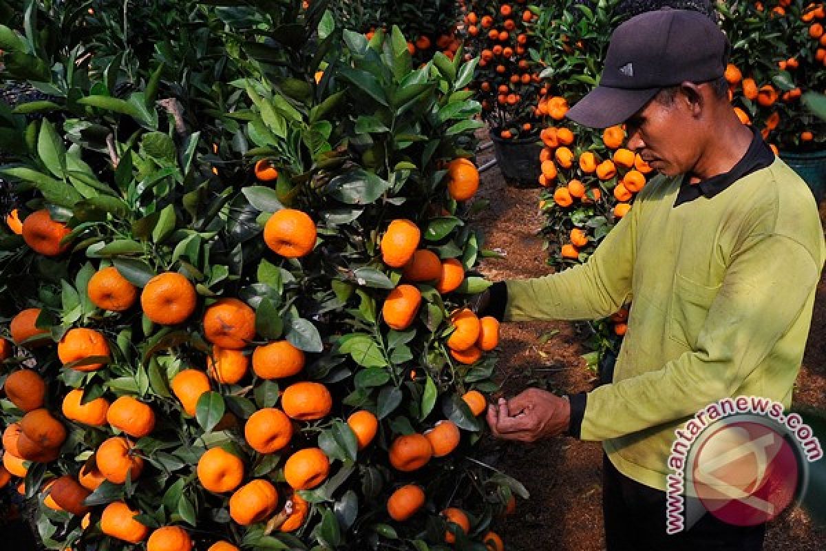 Delapan tanaman pembawa keberuntungan untuk Imlek