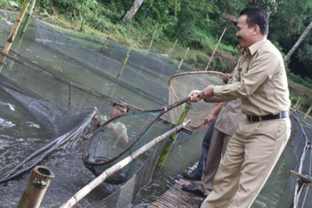 Pemkab Agam Butuh Lokasi Pemasaran Ikan Lele