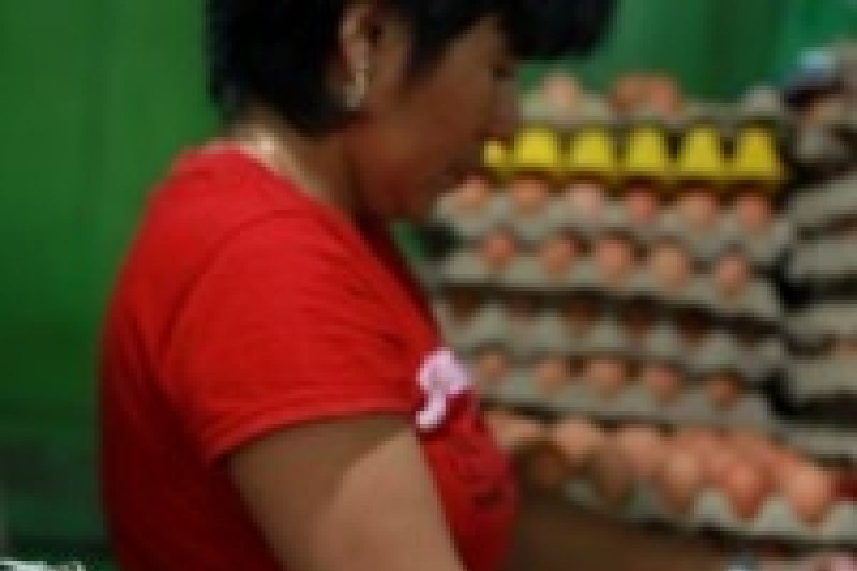 Harga Telur Ayam Di Gorontalo Turun