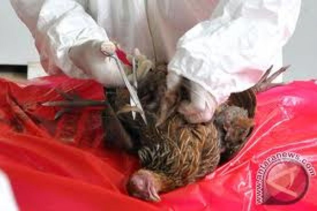 Belanda Musnahkan 190 Ribu Bebek Tanggulangi Flu Burung