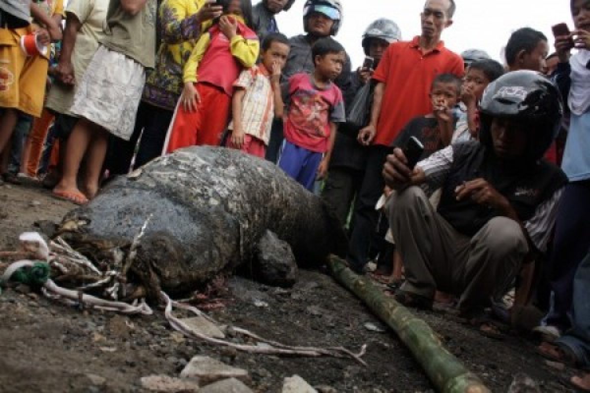 Ikan raksasa ditemukan di sungai Cimanuk Garut 