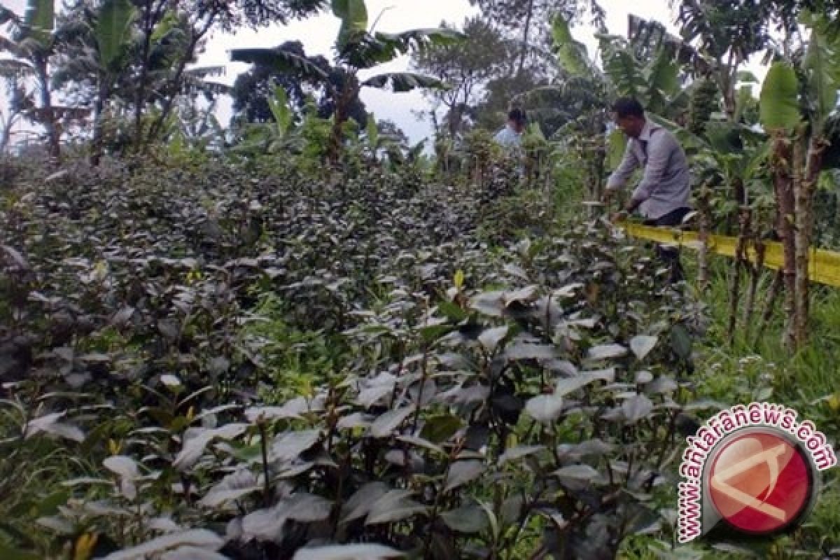  BNN: masyarakat tanam "khat" akan dipidana