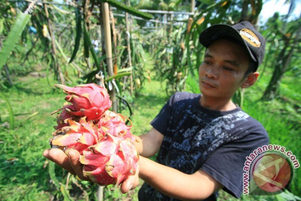 Jelang Imlek, permintaan buah naga meningkat 