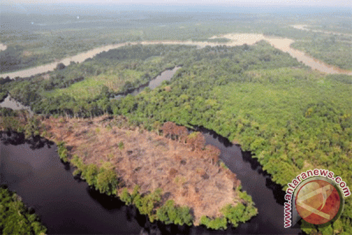 FSC tunda laporan deforestasi