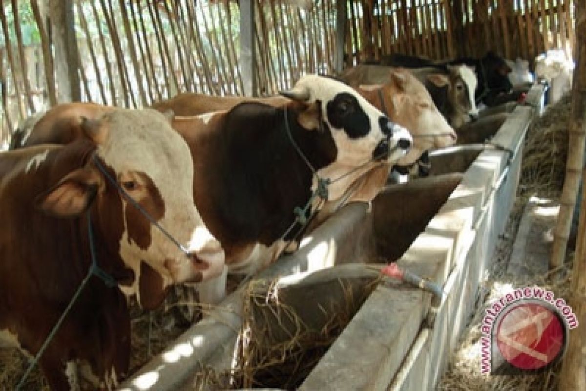 Bone Bolango Fokus Kembangkan Ternak Sapi