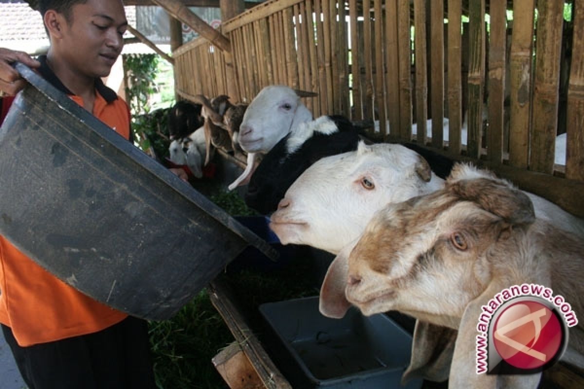 Kementan Bantu Kembangkan Kambing di Balikpapan 