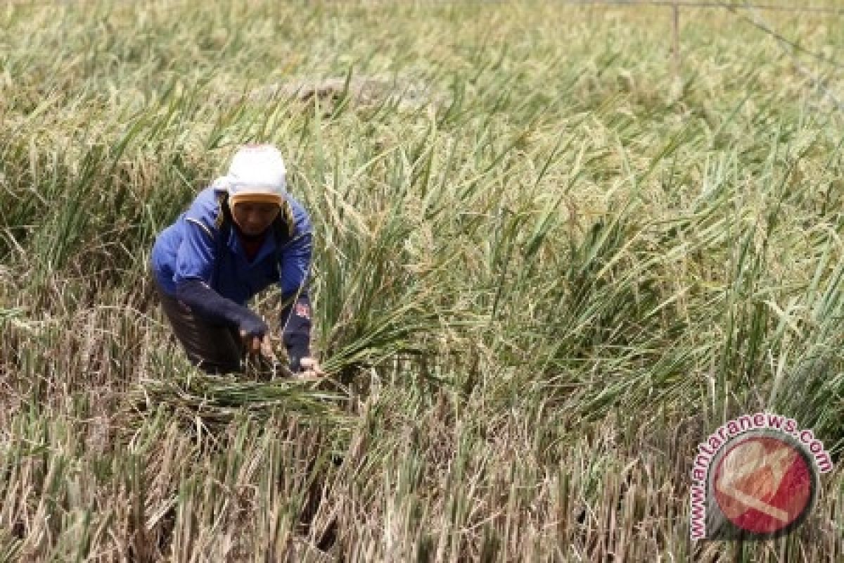 Penajam Targetkan Produksi Beras 52.000 Ton