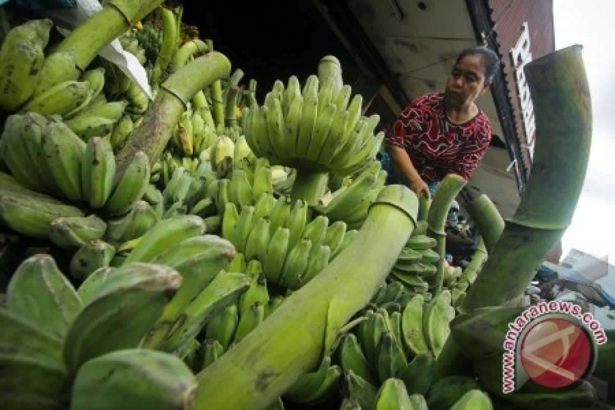 Ekspor pisang mas ke China capai satu kontainer per minggu
