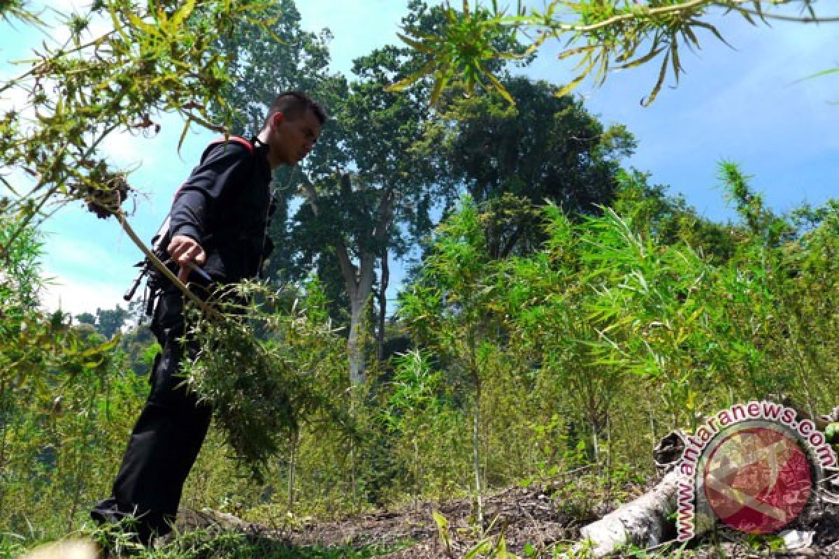 Sebulan polisi Aceh temukan 17 hektare ladang ganja