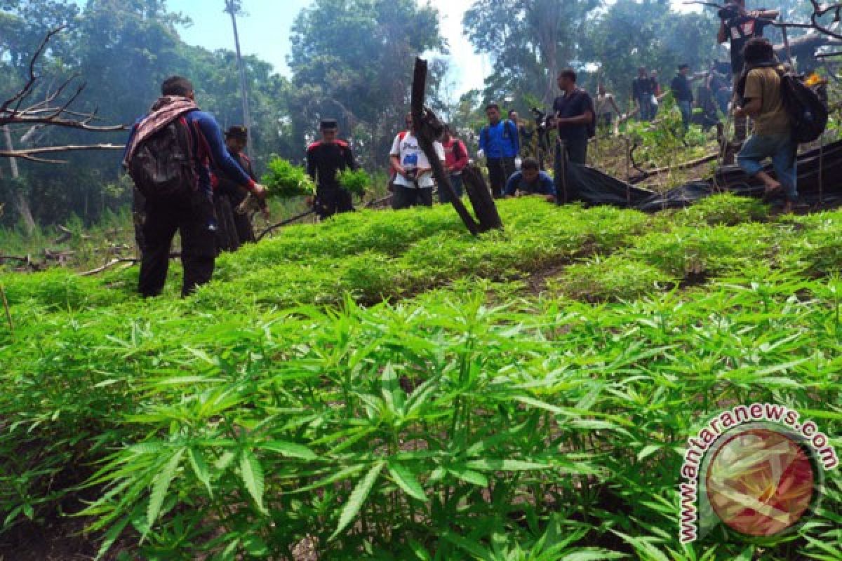 Indonesia komitmen tolak legalisasi ganja