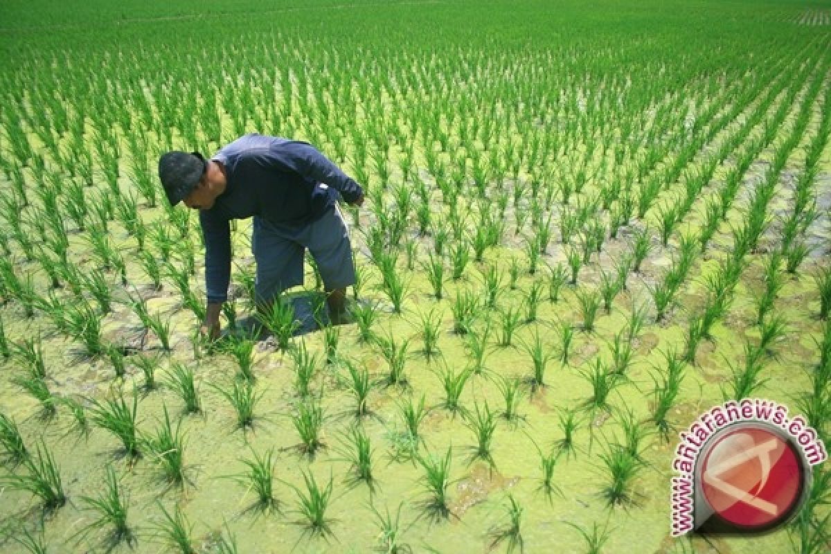 Areal Padi Penajam Bertambah 7.000 Hektare