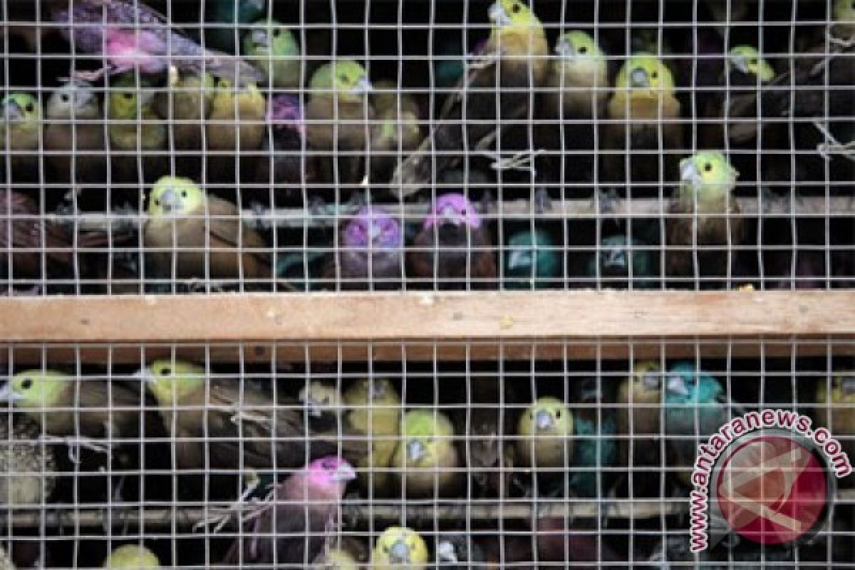 40 juta pelajar India berjanji akan selamatkan burung pipit