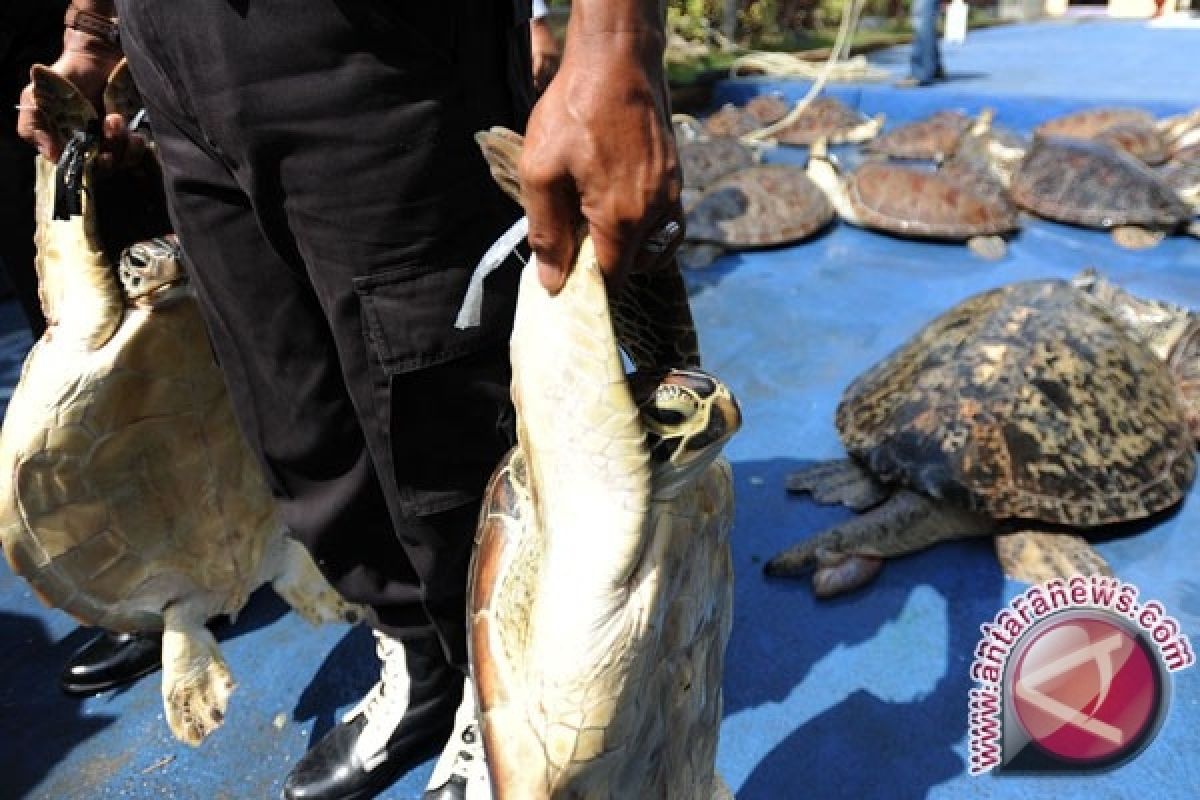 Profauna: Eksploitasi Penyu di Berau Kembali Marak