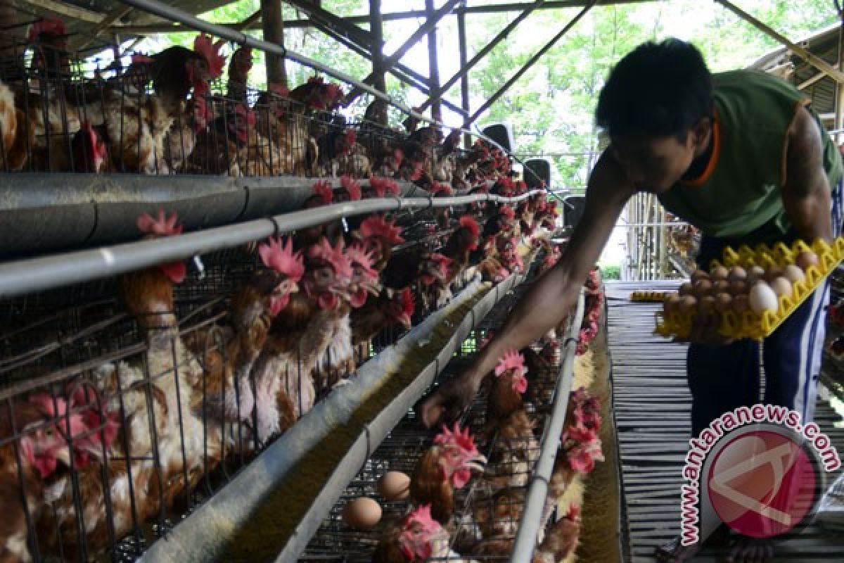 Harvest Papua putarkan lagu untuk hibur 23.000 ayam petelur