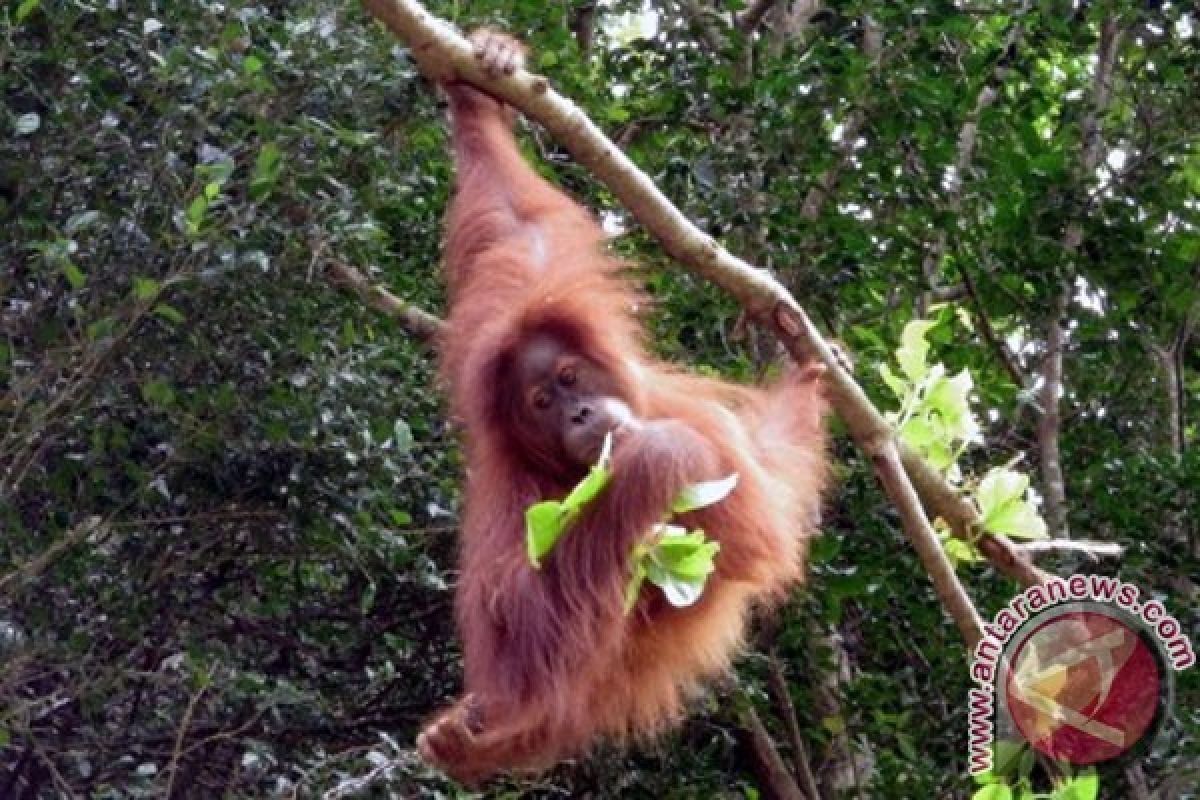 10 orangutan dilepasliarkan di hutan Seruyan