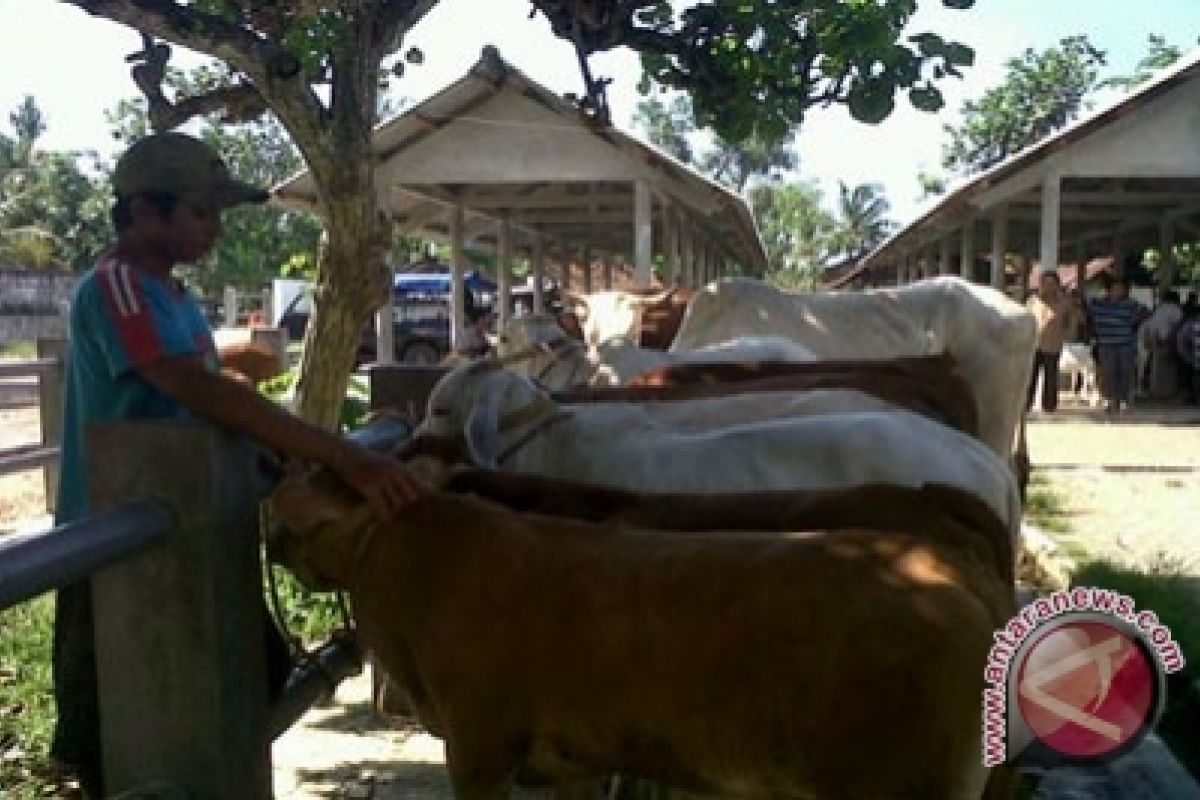 Harga sapi di Kulon Progo stabil tinggi 