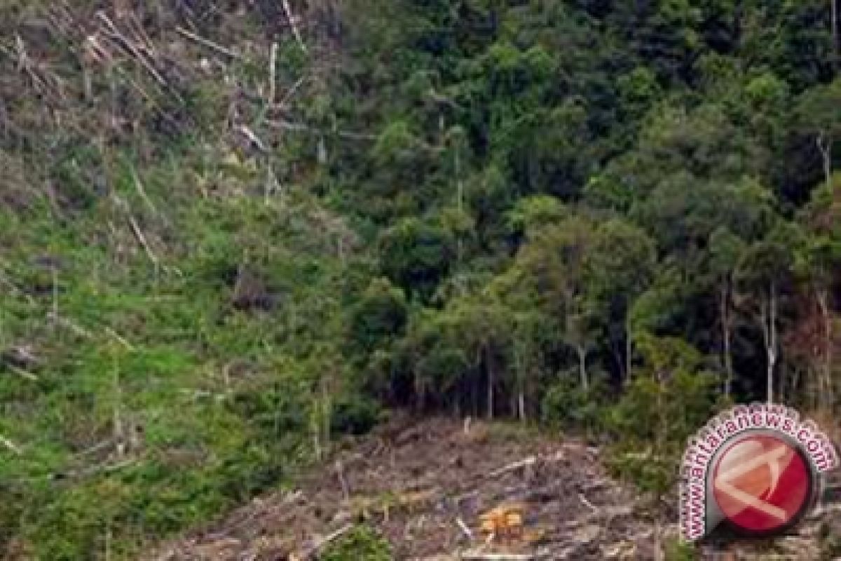 Ipkindo: tutupan hutan di DIY sangat kurang 