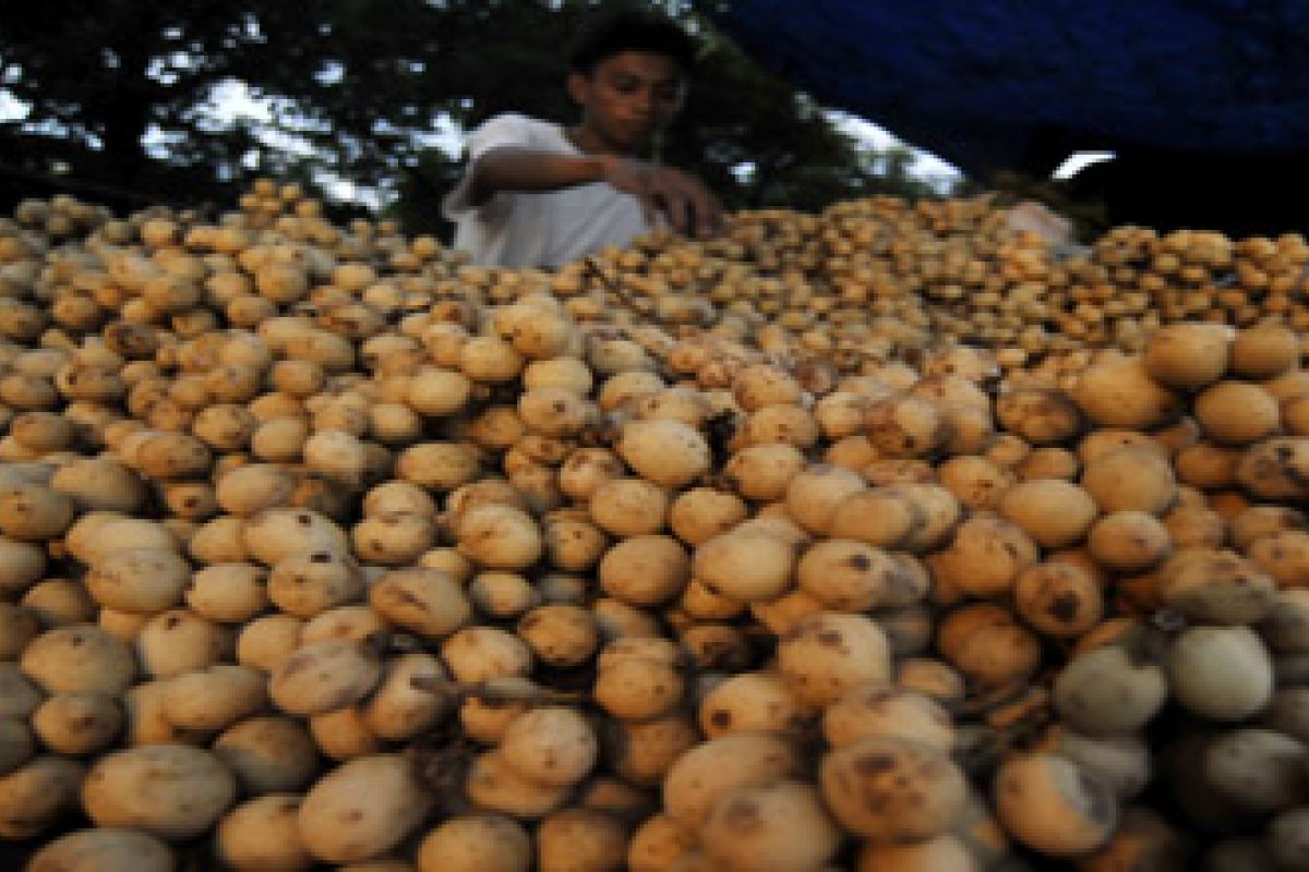 KHASIAT BUAH LANGSAT