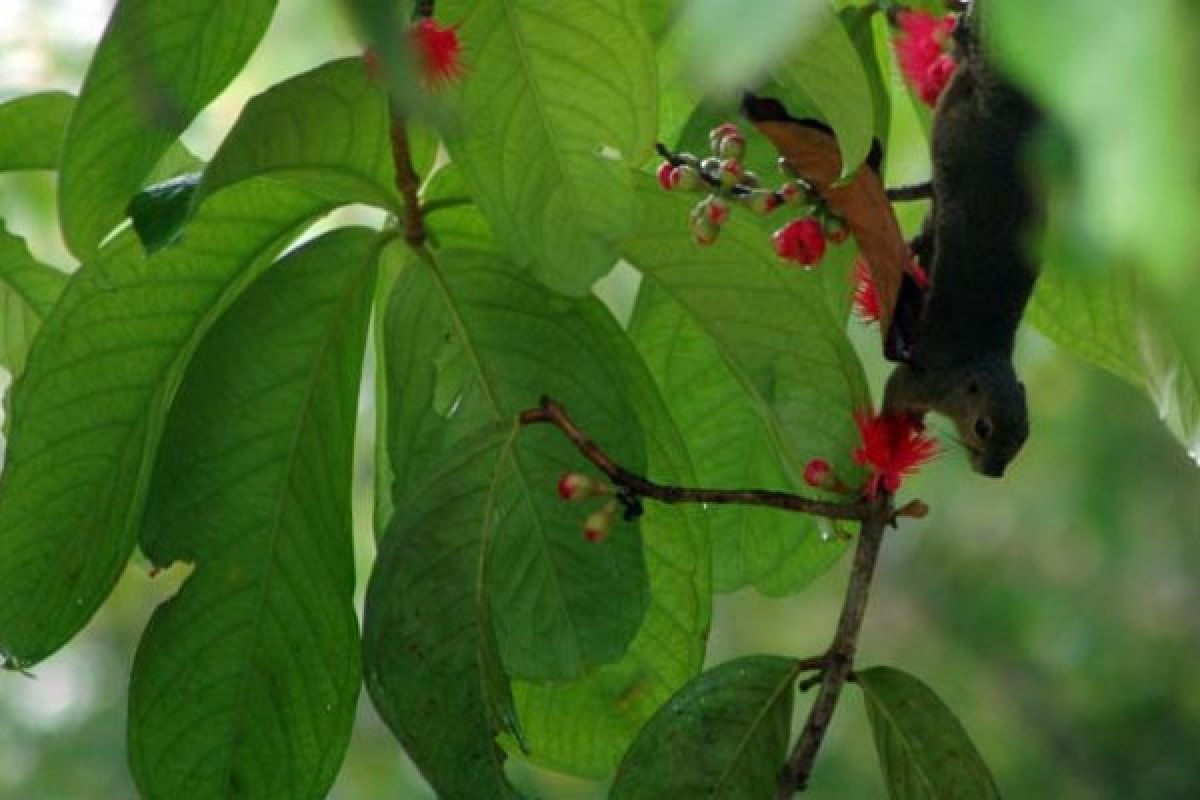 Tupai Jadi Ancaman Perkebunan Buah di Pariaman