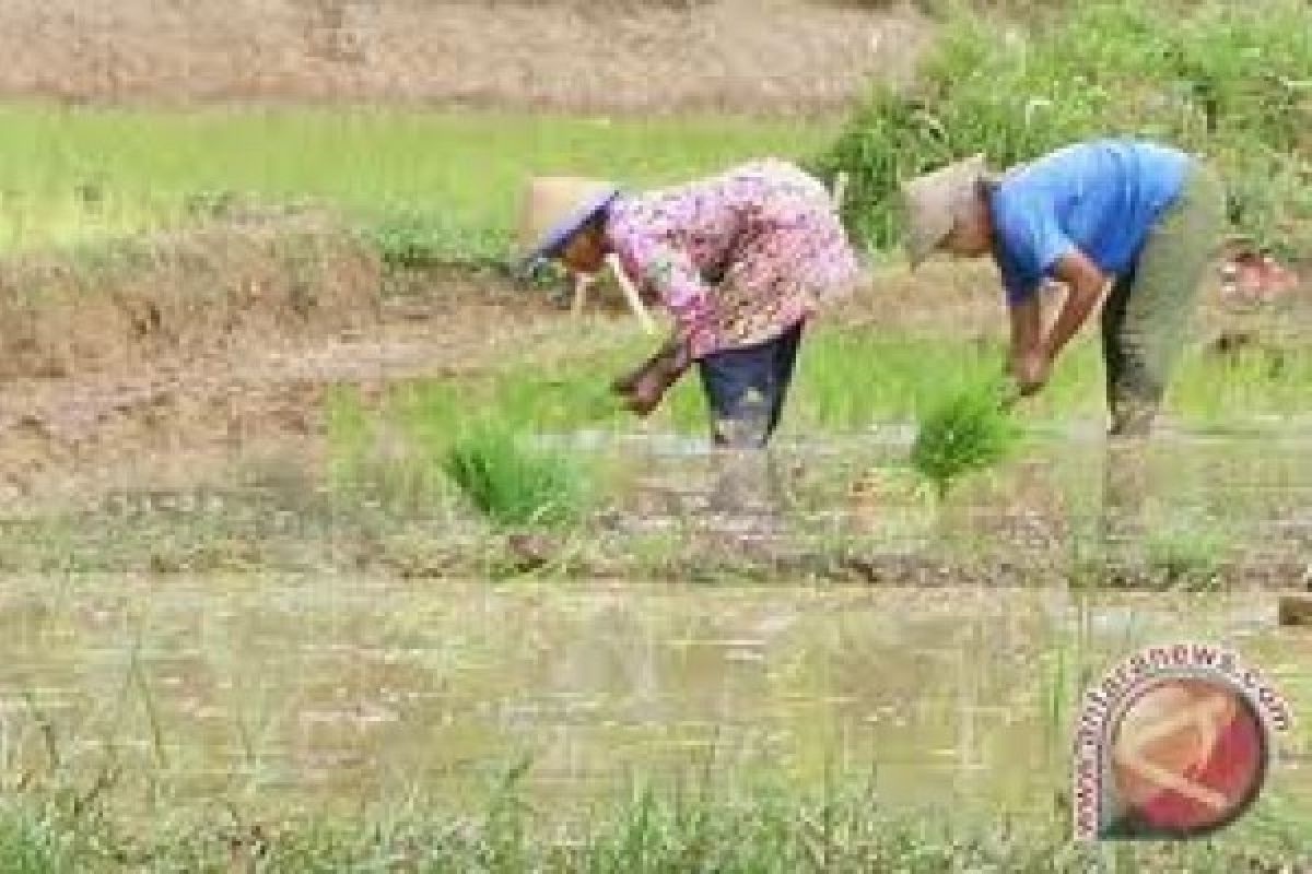 2017, Solok Selatan Cetak Sawah 116,4 Hektare