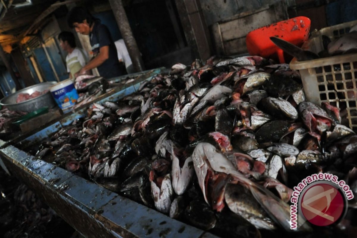 Ikan berformalin beredar di Palembang