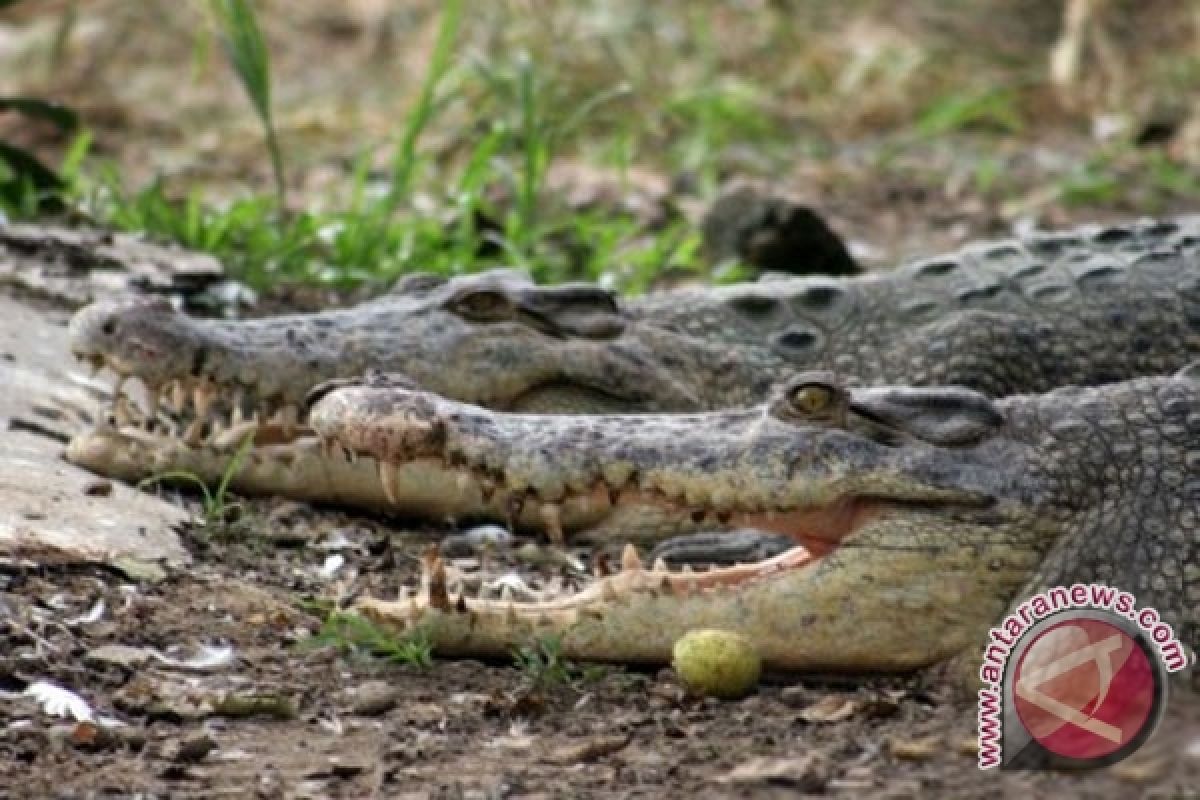 Buaya terbesar di dunia tewas di Filipina Selatan