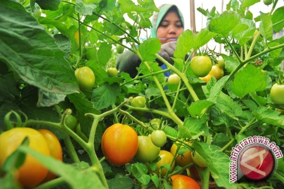 Tomat lokal langka di singkawang