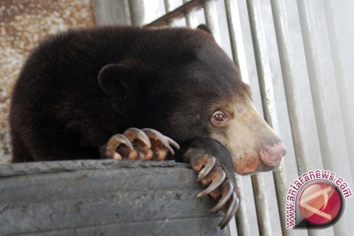 At Least 55 Sun Bears Killed for Organ Trafficking