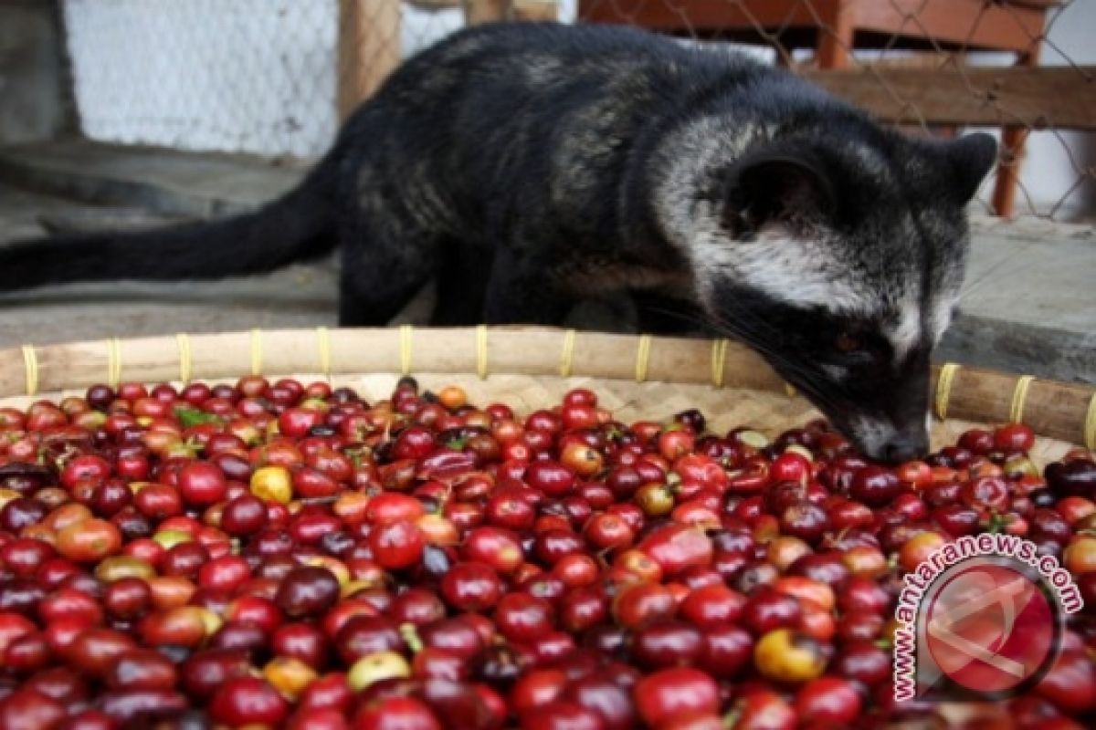 Harga kopi di Lampung anjlok 