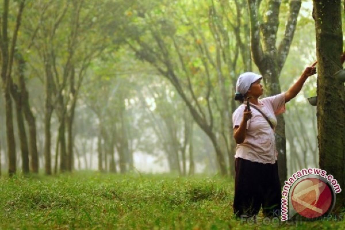 Kaltim Optimalisasi Kebun Karet di Lahan Kritis