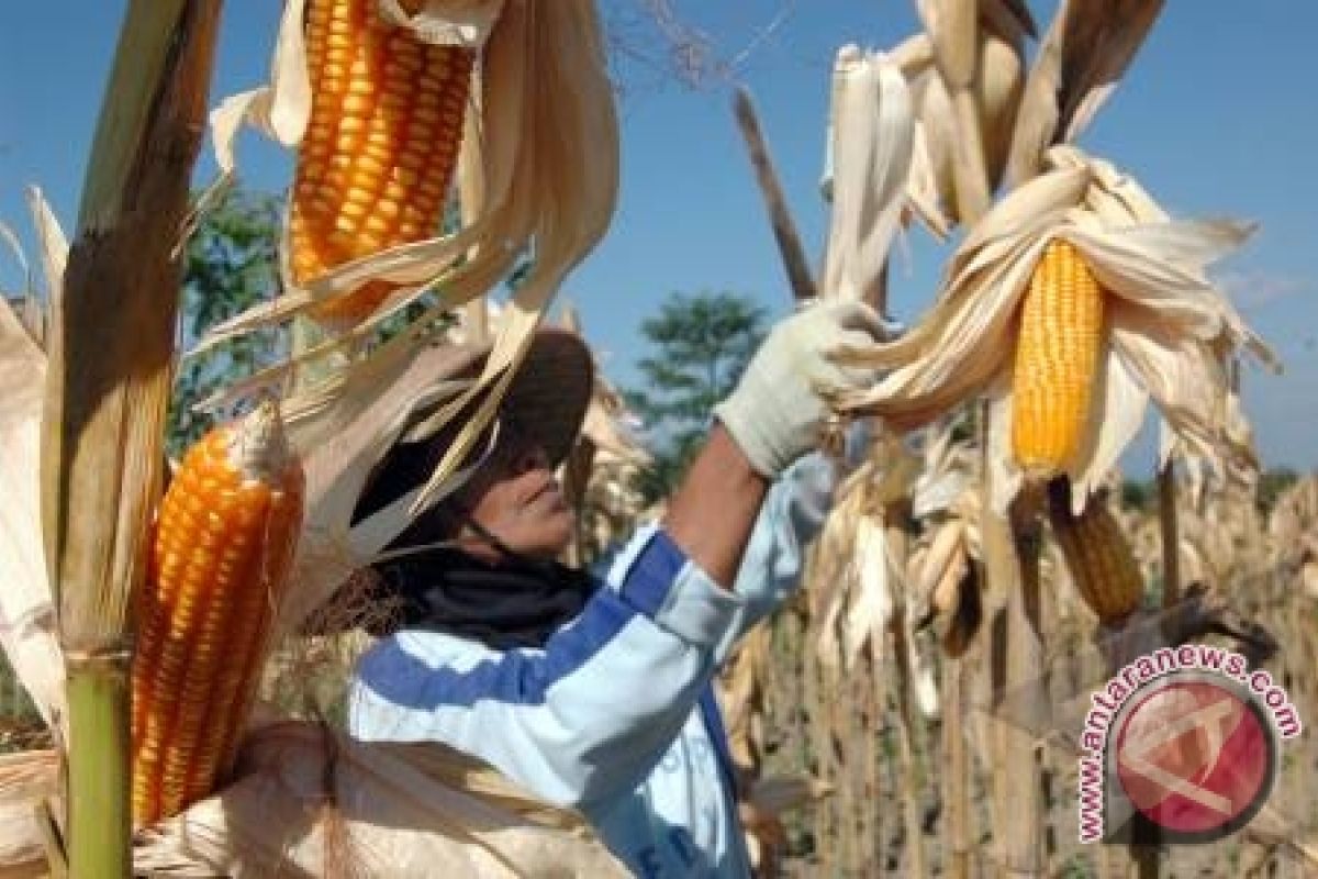 Harga jagung giling di Baturaja naik Rp500/Kg