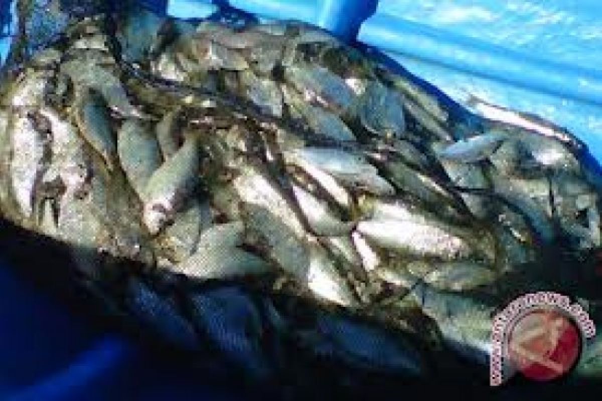 Kabupaten Solok Kejar Produksi Ikan 4.456 Ton