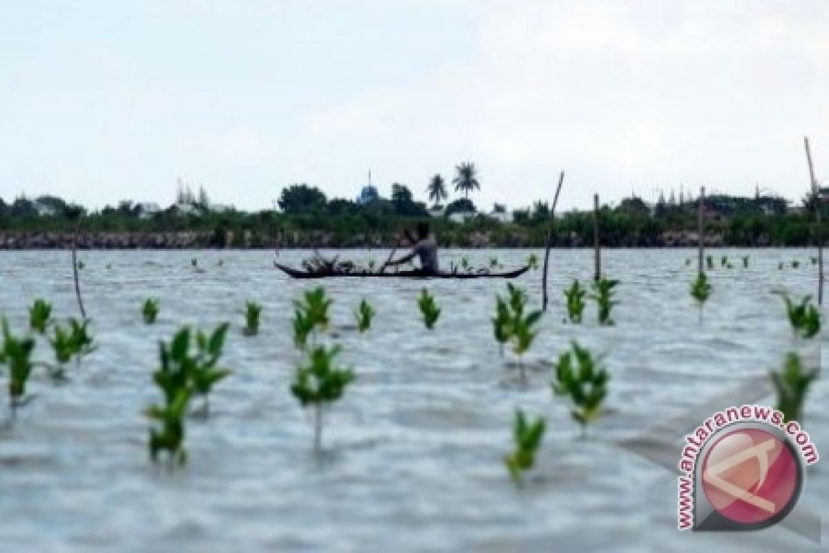 Ratusan Hektare Hutan Bakau Bangka Tengah Tempat Budi Daya Kepiting