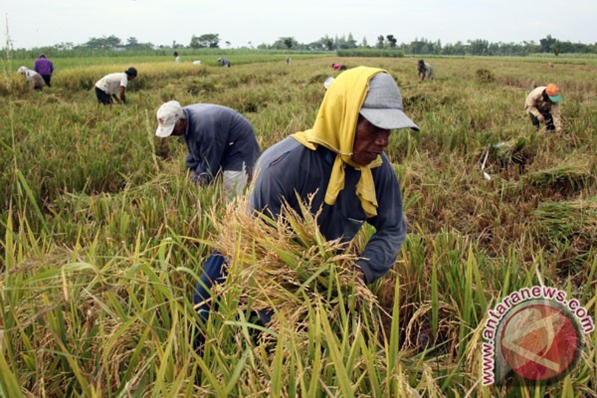Petani Lampung kejar waktu tanam padi gadu