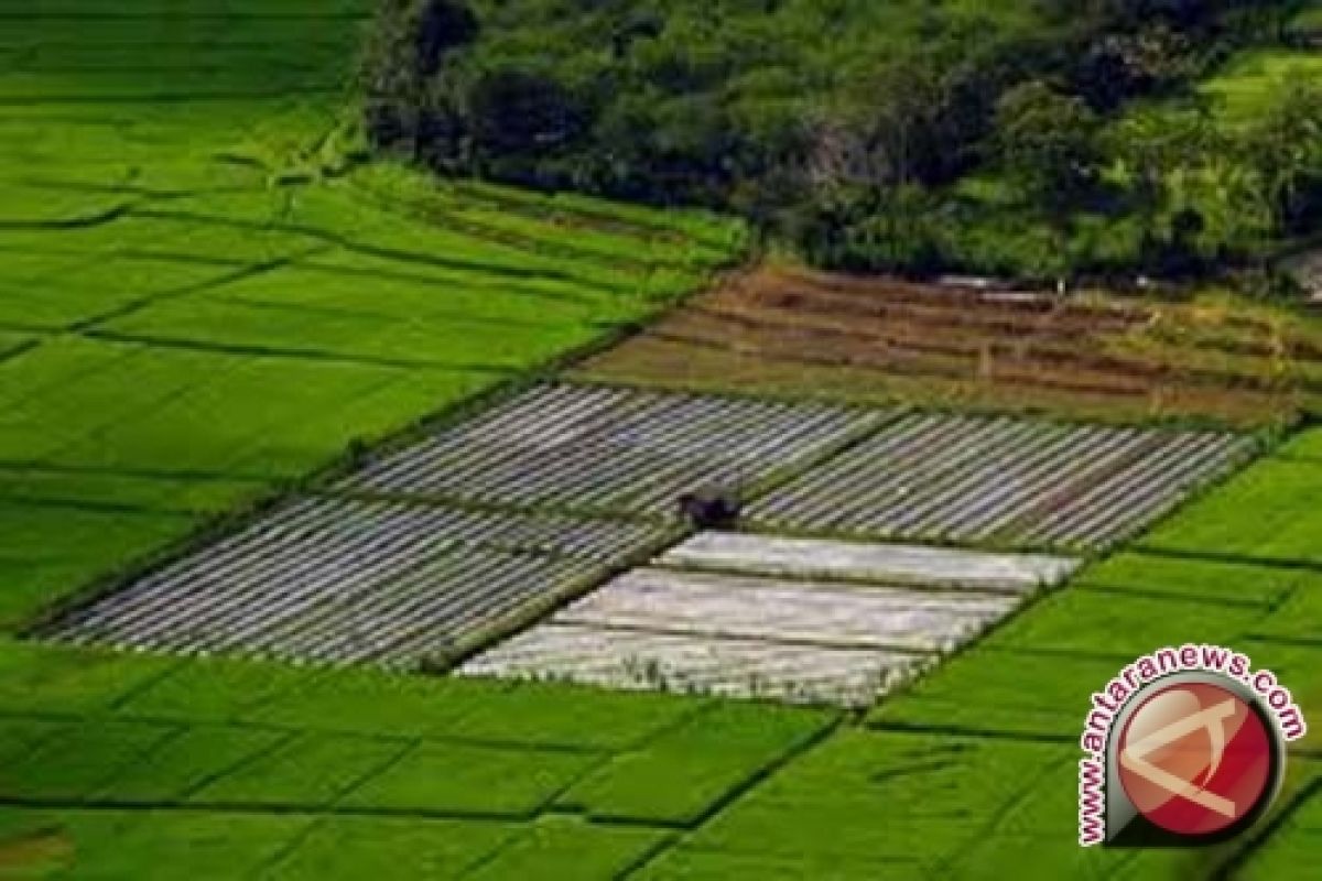 Bangka Selatan Cetak 3.000 Hektare Sawah