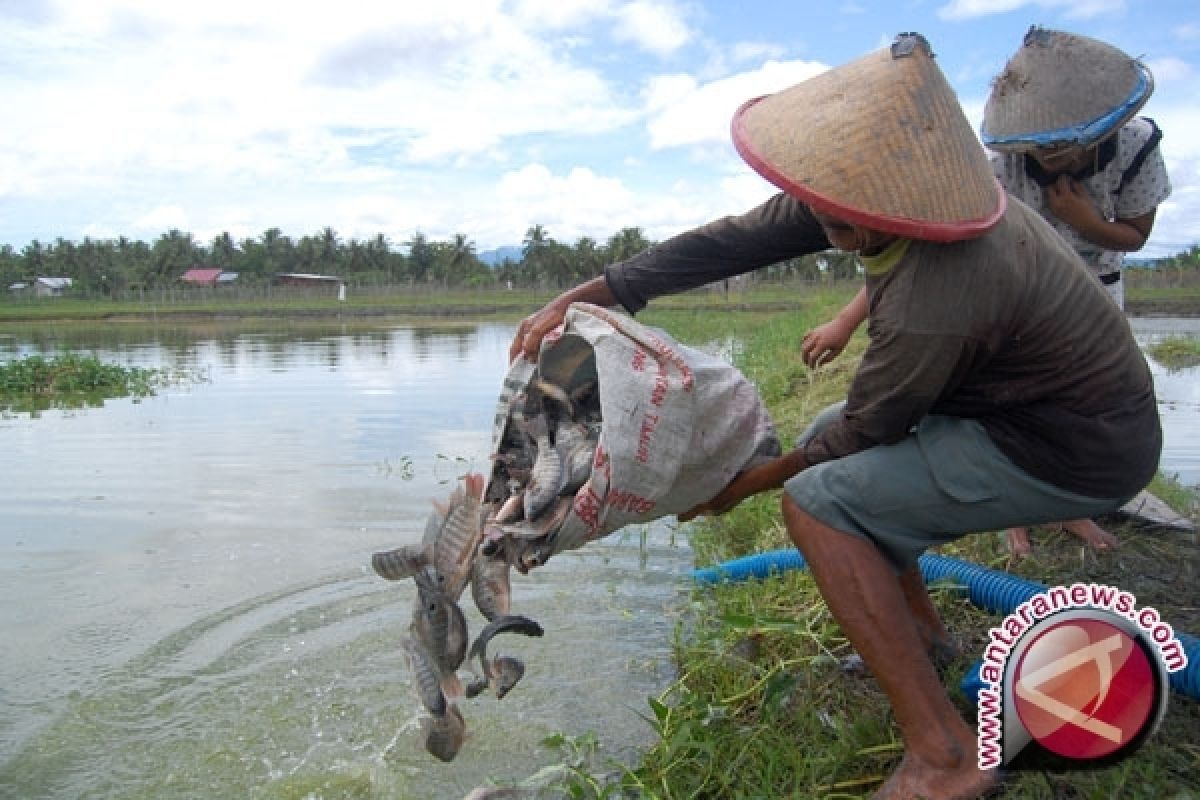 Pemkab Barut Buat Percontohan Budidaya Ikan Air Tawar