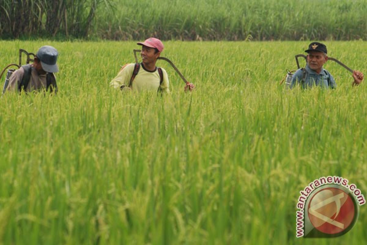 Target produksi padi tak berubah 