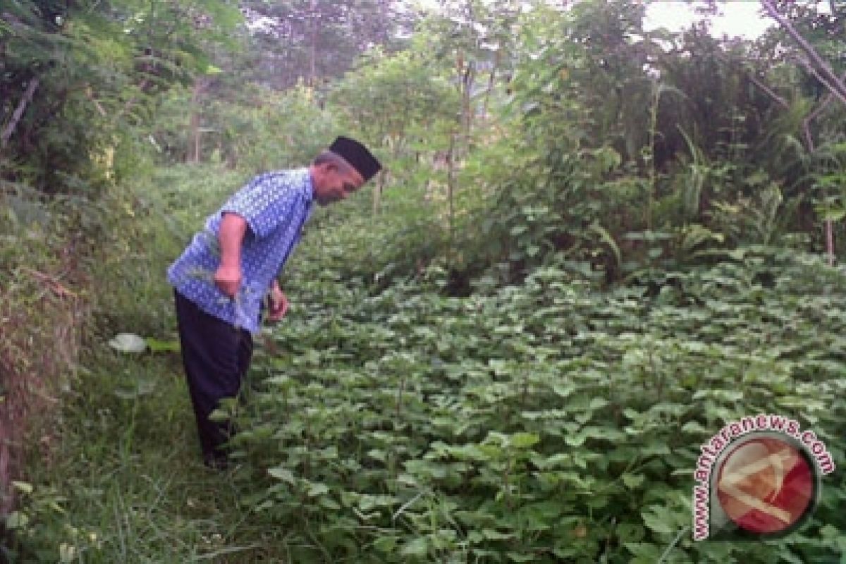 Kulon Progo kembangkan tanaman lilam lima hektare