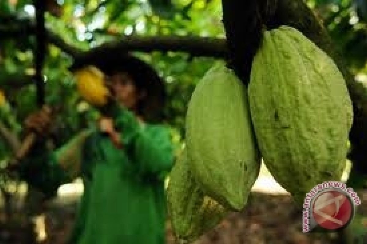 Petani Sebatik Peroleh Bantuan 50.000 Pohon Kakao 