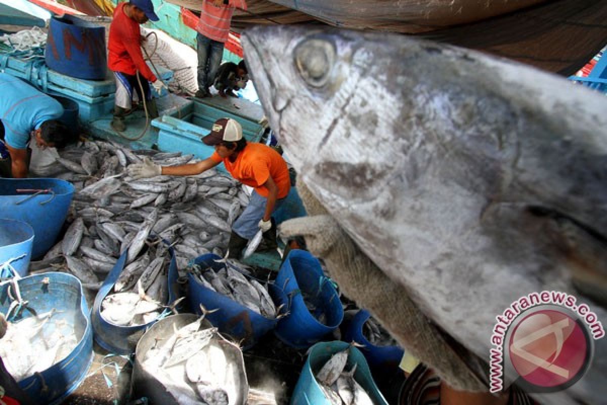 Greenpeace Indonesia to focus on campaigns against over fishing