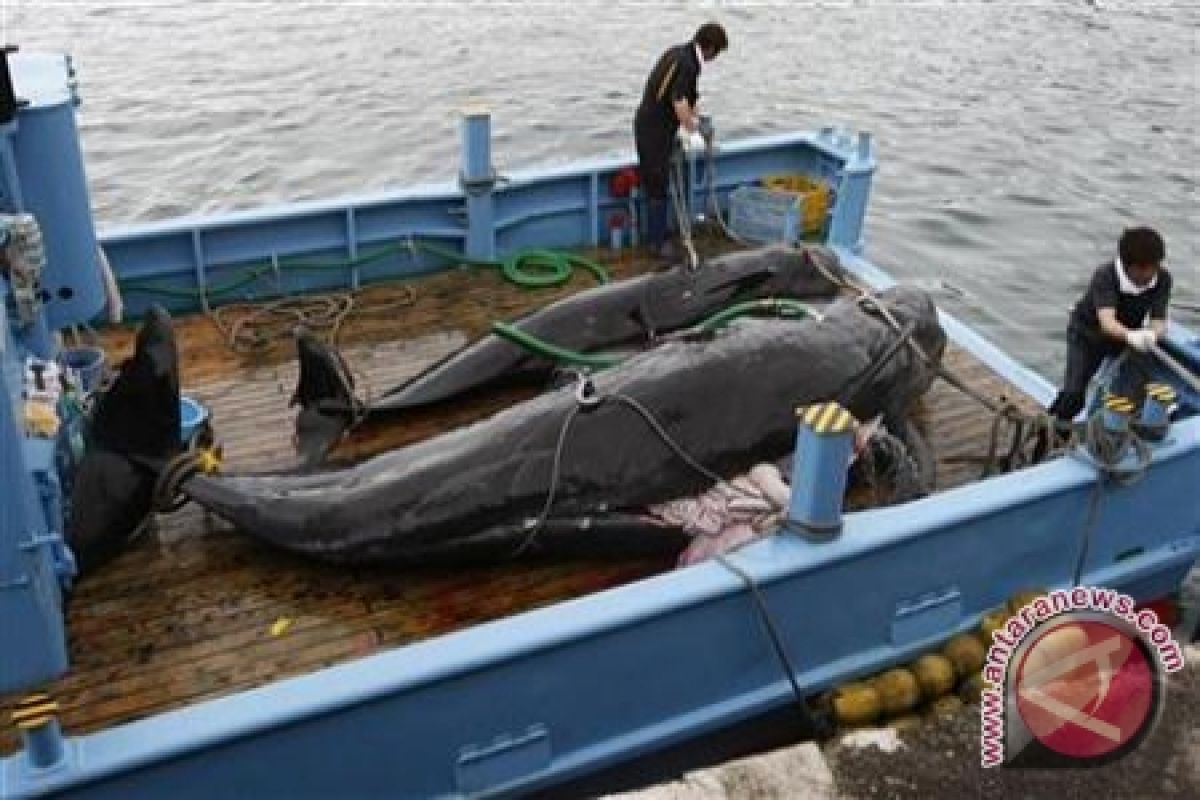 Dipotres, Jepang hentikan perburuan ikan paus