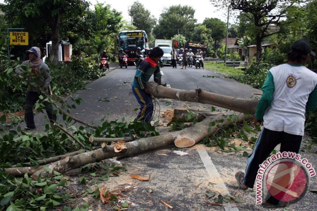Pohon tumbang sebabkan kemacetan tiga jam  di Palembang 