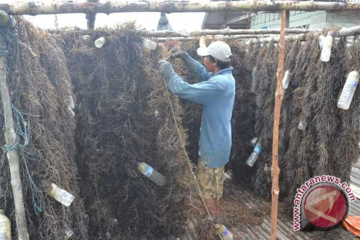 Harga Rumput Laut di Nunukan Rp13.000 per Kg