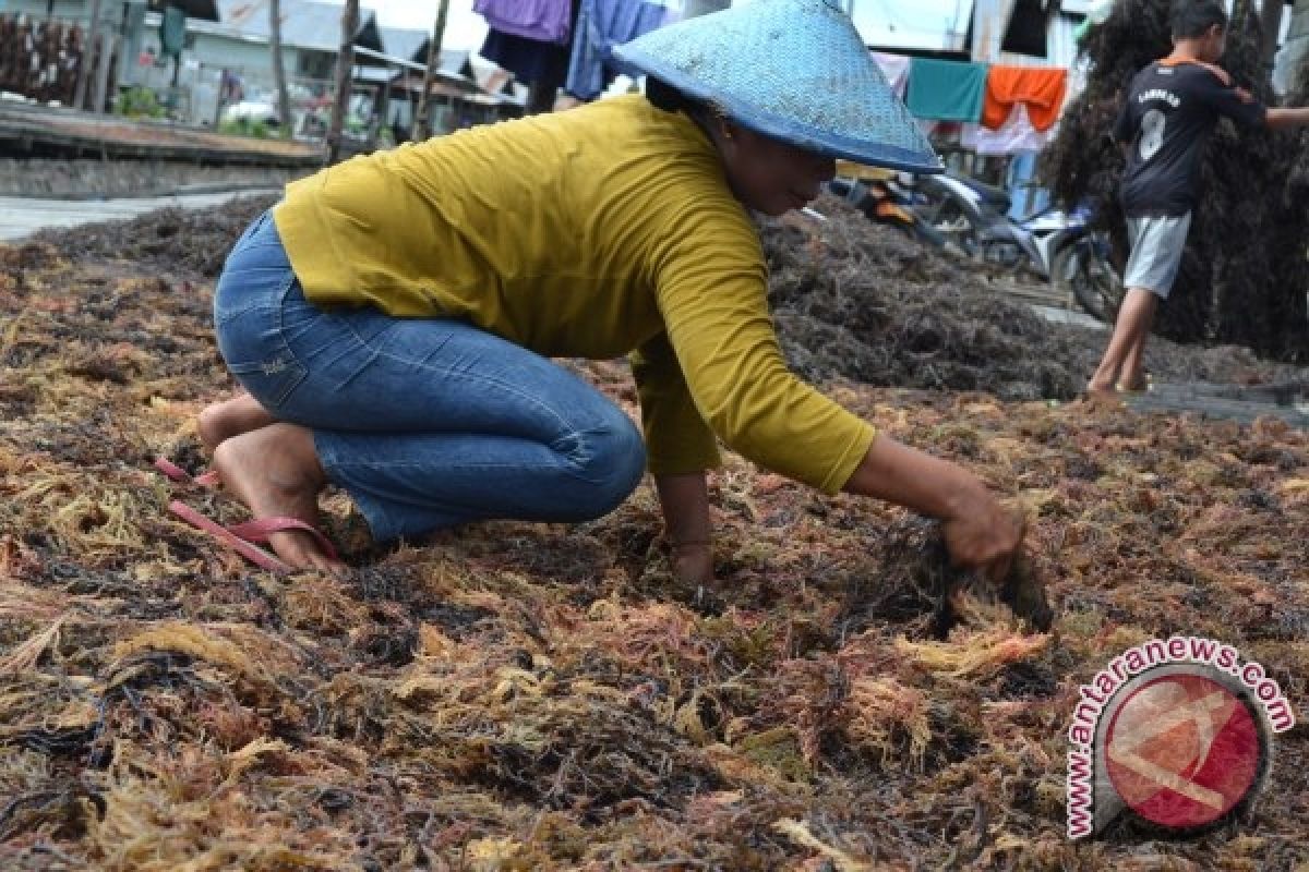 Petani Rumput Laut Nunukan Peroleh Pinjaman Modal