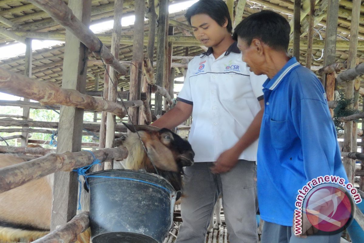 Dilatih Produksi Susu Kambing