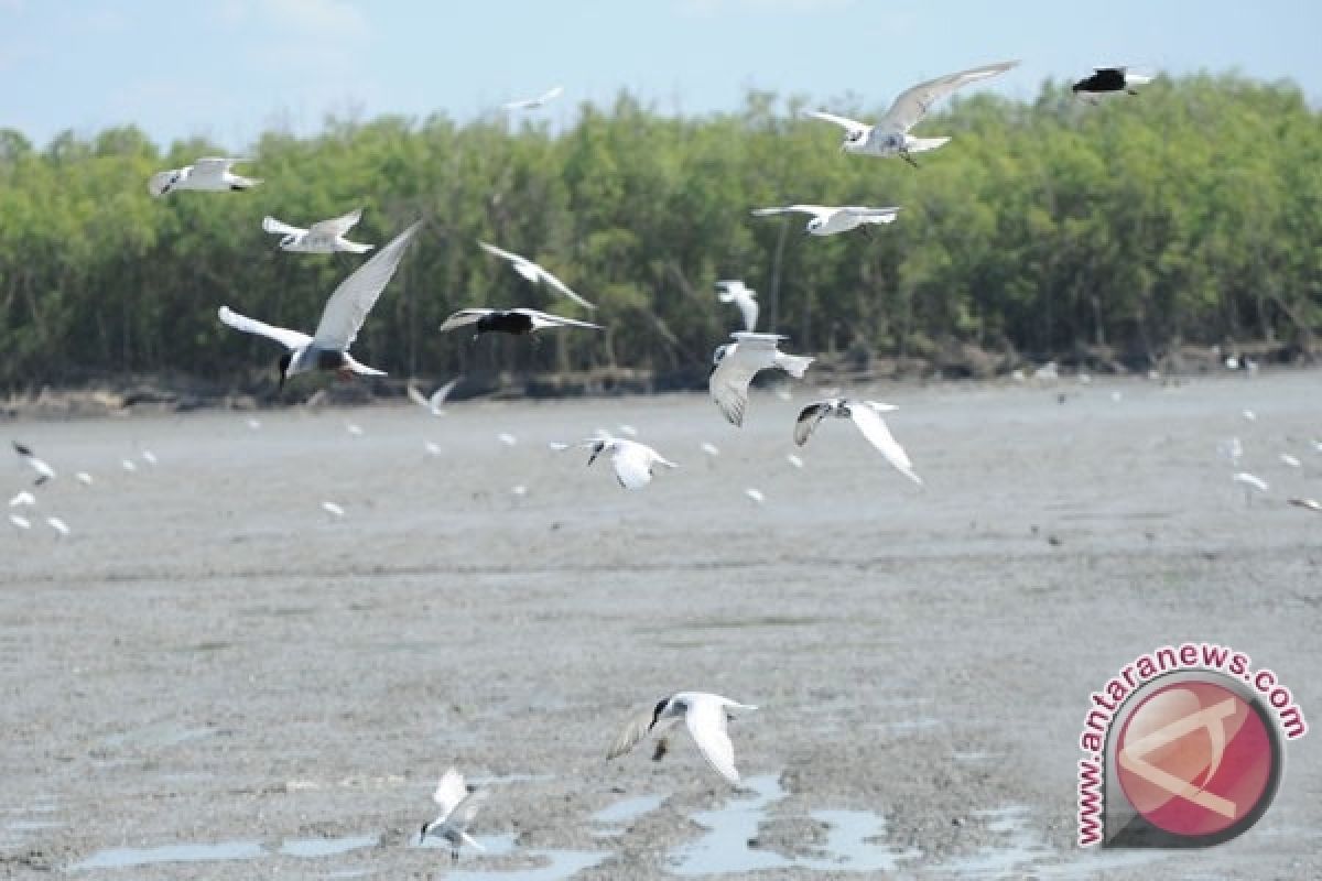 Hutan mangrove Tanjungpinang rusak akibat penimbunan