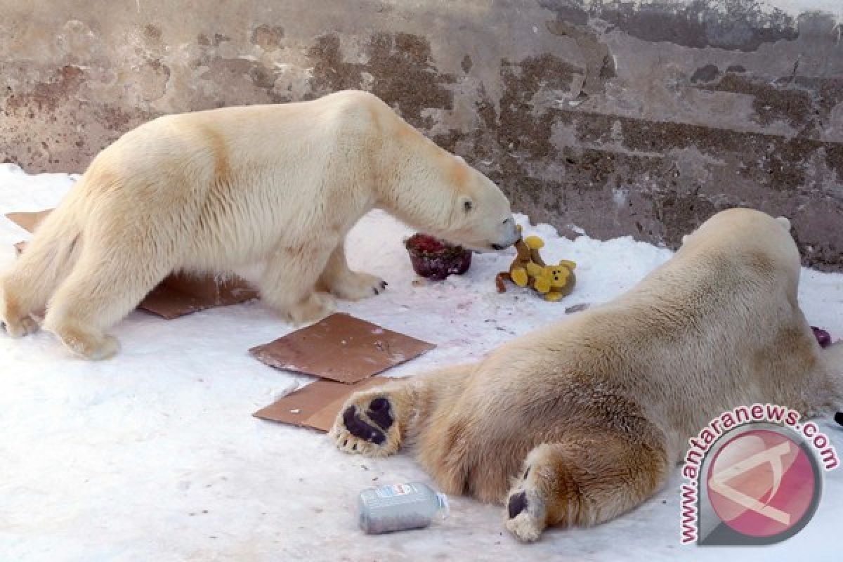 5.000 beruang kutub akan lahir di Arktik sekitar tahun baru 2014